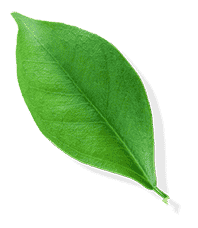 feuille de mangue
